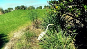 Wildlife on the golf course